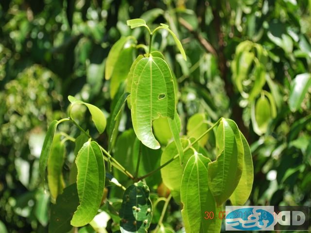 our-plantations_00004.jpg